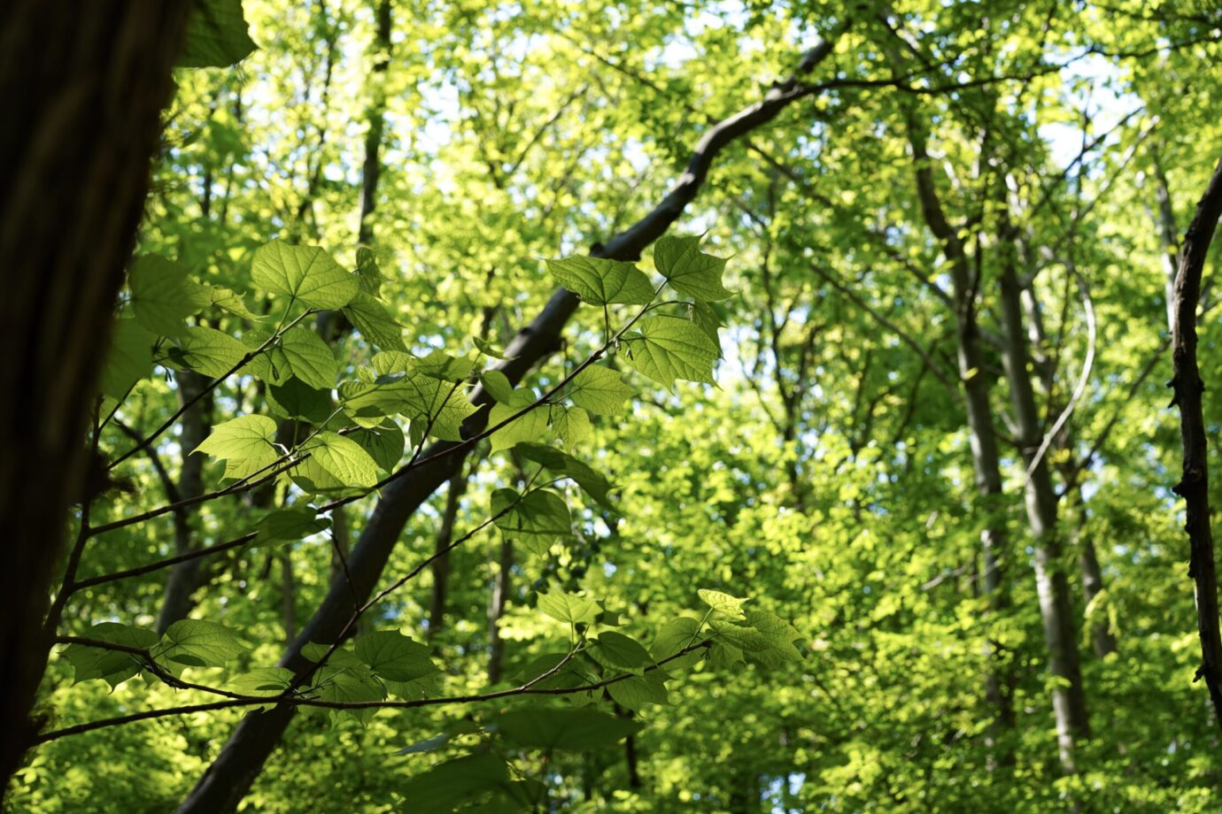 新潟県谷根の初夏の森